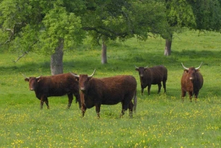 Une race rustique en progrès sur tous les tableaux
