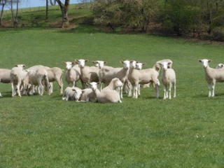 Chronique ovine:  Réussir la mise à l’herbe des agnelles nées en automne