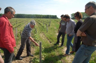 Les vignerons du Centre ont-ils besoin de salariés pour les seconder ?