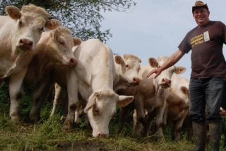 Feu vert dans les prés