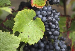 L’histoire du Pinot noir qui devient gris, puis blanc...