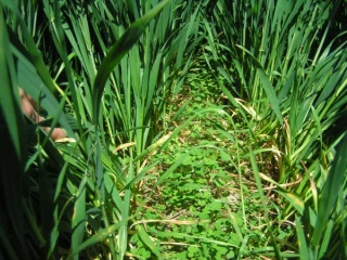 Des sols vivants pour plus de productivité et de durabilité