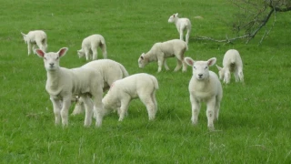 Les strongles  gastro intestinaux des agneaux