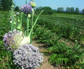 Les engrais verts: une économie pour les sols ?