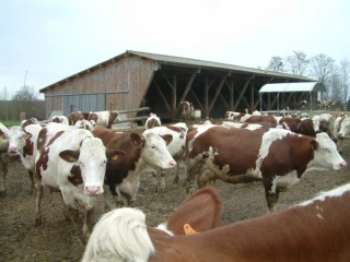 Filière laitière bovine régionale : Quel avenir en Bourgogne ?