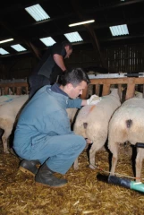 Le constat de gestation 45 jours après la fin de la lutte