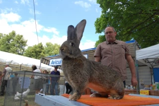 Le plus gros lapin côte d’orien ?