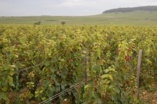 Les parcelles de vignes à l’honneur