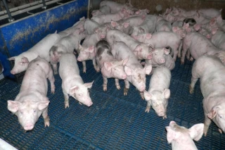 Mieux valoriser les déchets de l’agro-alimentaire