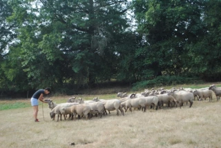Priorité aux brebis en fin de gestation