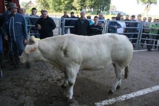 Record d’affluence au marché au cadran
