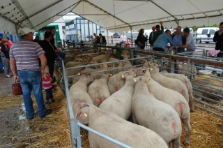 Un des piliers de la sélection ovine nivernaise