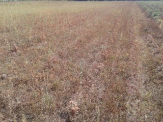 Les sapins aussi ont soif...