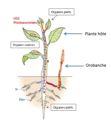 L’orobanche rameuse: un parasite à surveiller attentivement