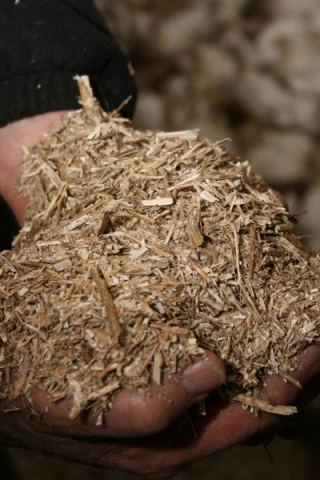 Des pailles de colza dans les rations des vaches laitières