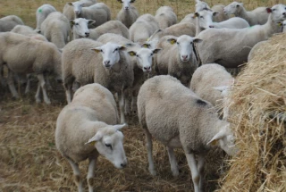 Préserver les prairies en période de sécheresse