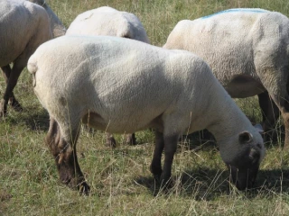 Vérifier l’état corporel des brebis en gestation