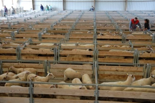 Un tiers des ovins a changé de mains