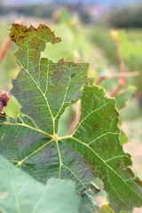 De violents orages ont frappé Chablis et Irancy