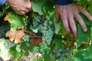 Vendanges précoces, potentiel très prometteur !