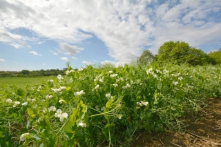 Choisir ses variétés de pois d’hiver