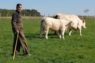 Des éleveurs qui ne prennent plus le taureau par les cornes...
