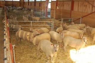 Opération séduction pour les moutons