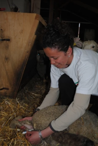 FCO: peu de moyens de prévention pour le moment