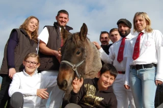 Le show des petits chevaux