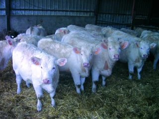 La maîtrise de la repro,  condition de bons résultats économiques