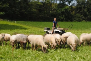 Diminuer la proportion de petits agneaux à l’agnelage