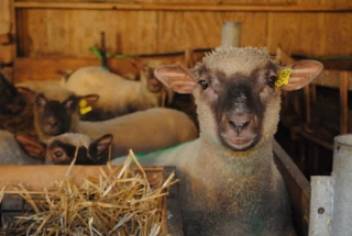Symptômes et traitements de la coccidiose
