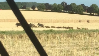 Le retour des bêtes noires 