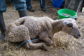 Une session sur la pathologie ovine