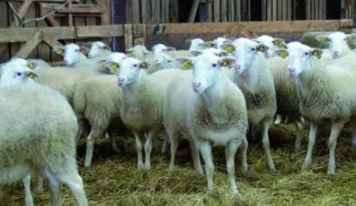 Des rations moins chères pour les agnelles de renouvellement