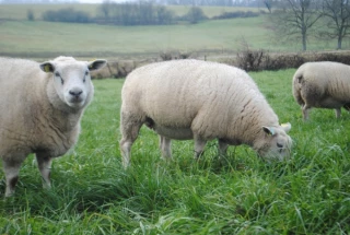 La Grande et la Petite Douve : des parasites d’actualité