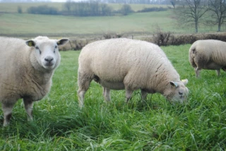 La Grande et la Petite Douve : des parasites d’actualité