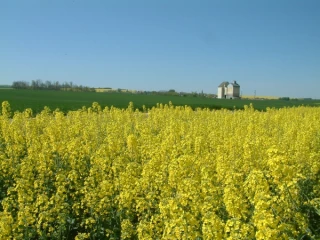 Résistances, fertilisation, opportunités... tour d’horizon