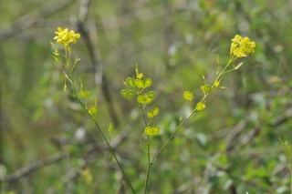 Le cheval pour sauver la Biscutelle