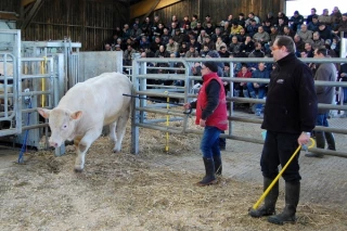 Les taureaux charolais de la station de Charmoy dans les starting-blocks