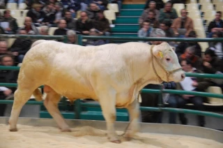 La vente aux enchères aura lieu le 28 janvier au Marault