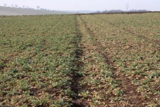 Le froid freine les colza levés (trop) précocément