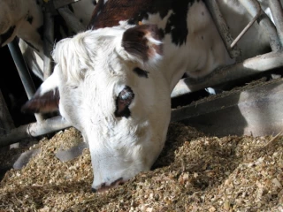 Comment les vaches choisiraient-elles leur variété ?