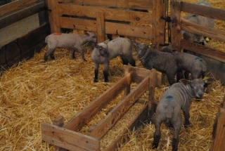 Des  agneaux de bergerie sevrés à 80 jours