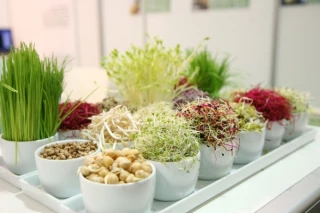 La germination d’un succès