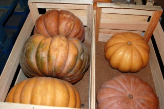 Se diversifier avec des légumes de plein champ