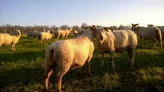 Le pâturage hivernal,  avec modération