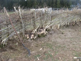 Aux petits soins des haies vivantes