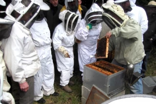 De bonnes miellées en 2015