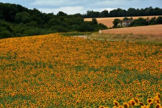 Le tournesol, un atout dans les rotations